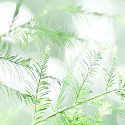梦幻仙语破解版下载
